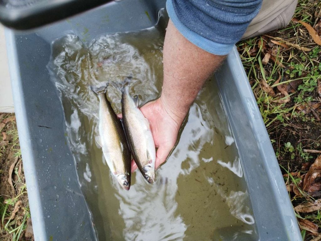 Two Australian Grayling found in the Corangamite Region's 2024 Native Fish Report Card survey